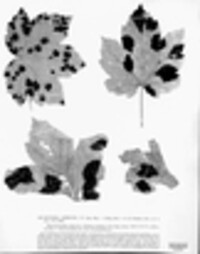 Rhytisma acerinum image